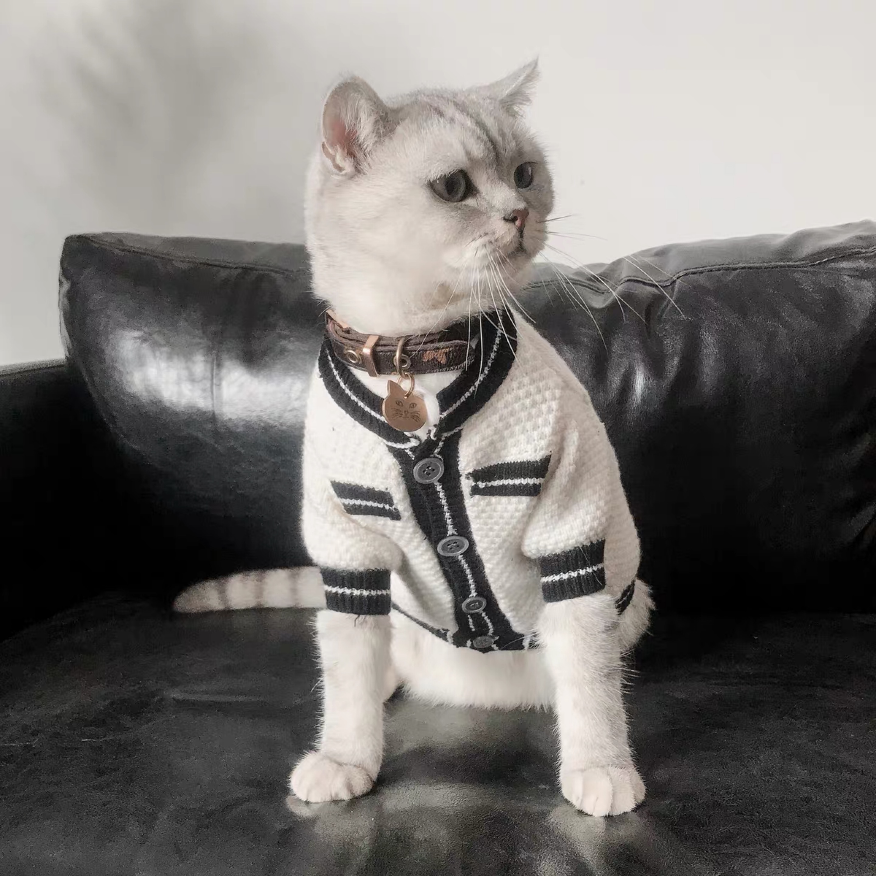 Xiong Xuena Rui Bomei 테디 법률 싸우는 고양이 애완 동물 옷보다 개 옷 가을 겨울 옷 작은 아일렛 스웨터 가디건