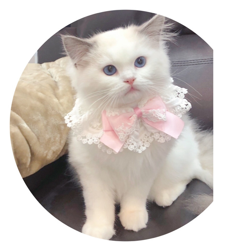 새로운 애완 동물 고양이 개 타액 수건 귀여운 턱받이 테디 레이스 삼각형 스카프 벨 활 장식