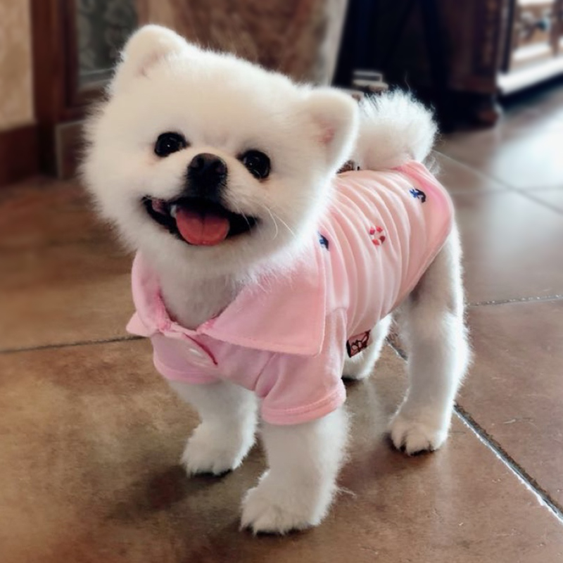 애완 동물 옷 테디 옷 이른 봄과 가을 옷 포메라니안 강아지 강아지 우유 개 옷 폴로 셔츠 따뜻한 스웨터