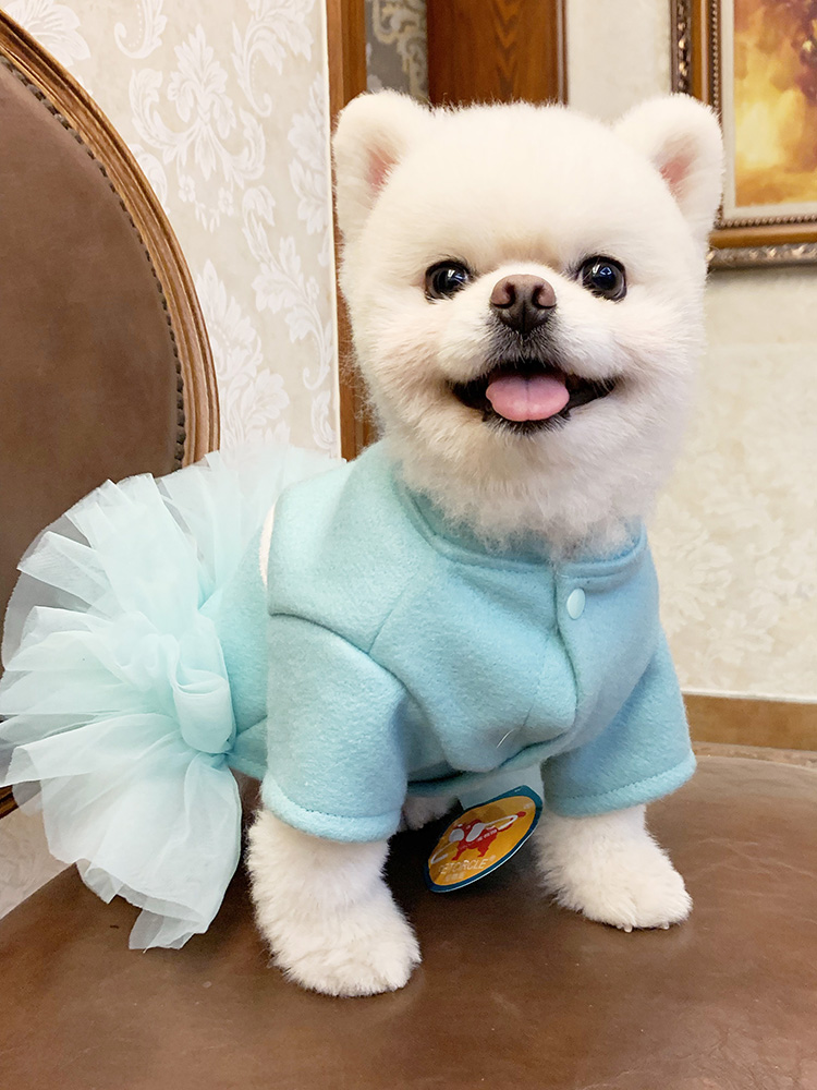 개 테디 슈나우저 보 메이 옷 양모 레이디 기질 가운 스커트 공주 드레스 애완 동물 고양이 의상