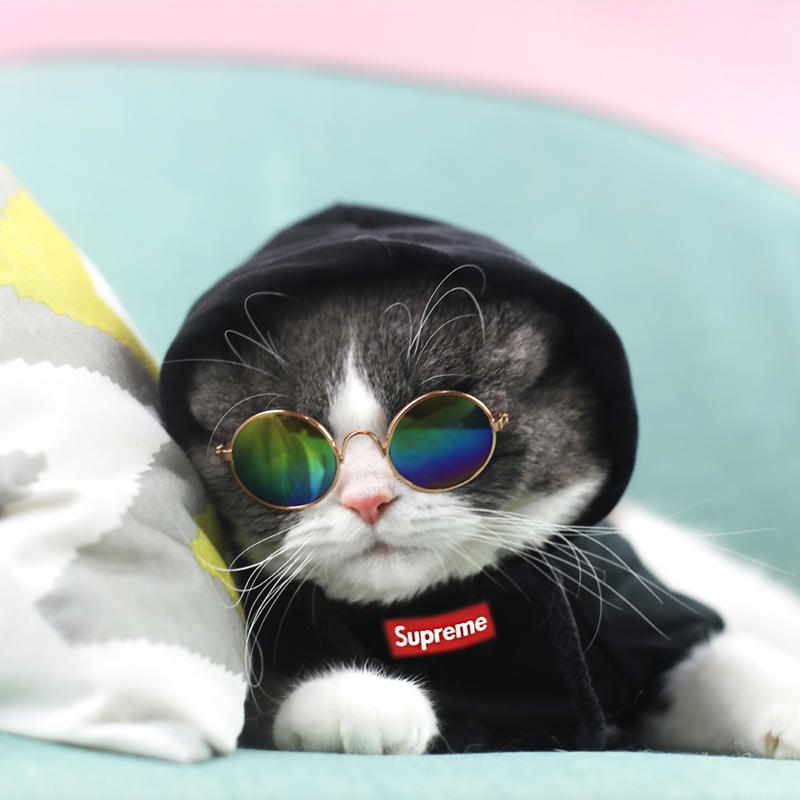 하우스 제인 고양이 후드 조수 브랜드 스웨터 애완 동물 티셔츠 옷 봄과 가을 따뜻한 그물 레드 영국 짧은 아름다운 짧은 고양이 옷