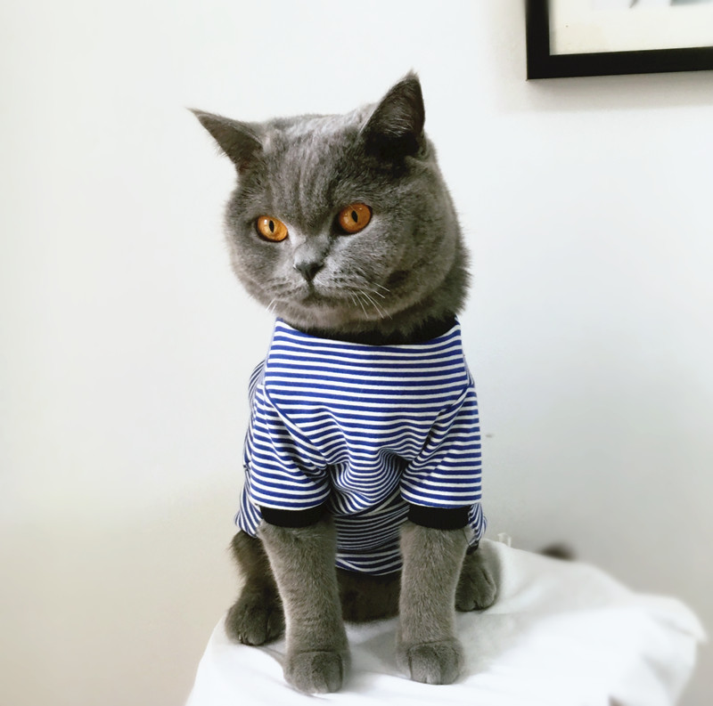 사용자 정의 원래 수제 사용자 정의 애완 동물 옷 고양이 옷 봄과 가을 반팔 개 옷 핑크 줄무늬 고양이 옷