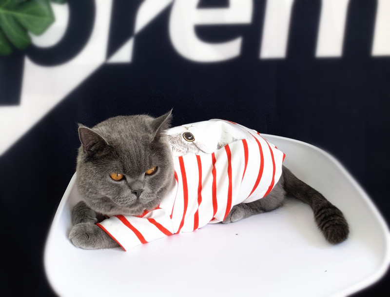 사용자 정의 고양이 옷 애완 동물 고양이 탈모 옷 여름 반팔 빨간색과 흰색 줄무늬