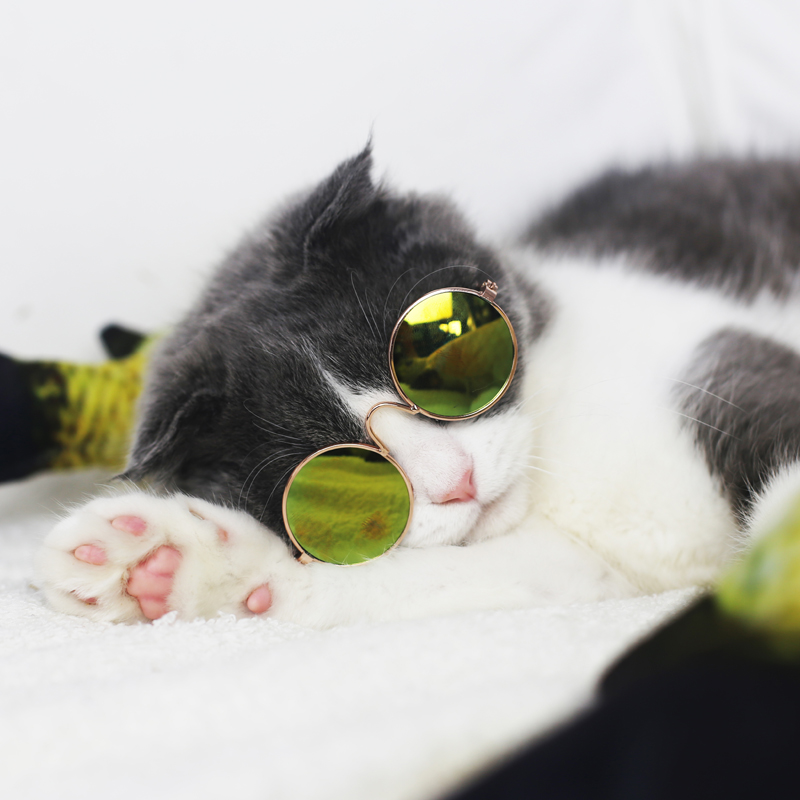 하우스 제인 고양이 선글라스 선글라스 안경 애완 동물 금 목걸이 보석 액세서리 작은 개와 강아지 재미 체인