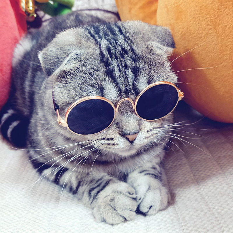 애완 동물 고양이 안경 선글라스 레트로 멋진 재미 사진 소품 맞춤 악세사리 강아지