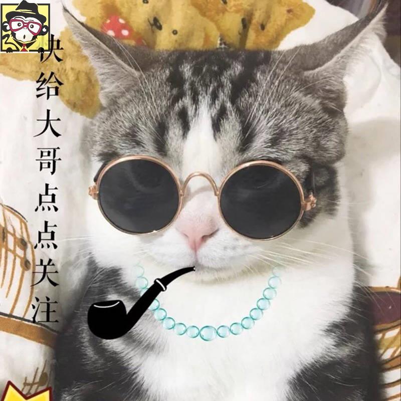 고양이 안경 애완 동물 재미 있은 애완 동물 개 개 안경 새끼 귀여운 사진 선글라스 패션 태양