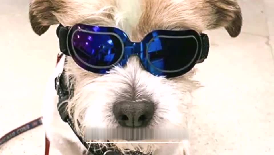 애완 동물 용품 다채로운 개 안경 선글라스 고양이 진동 애완 동물 고글 그늘 방풍